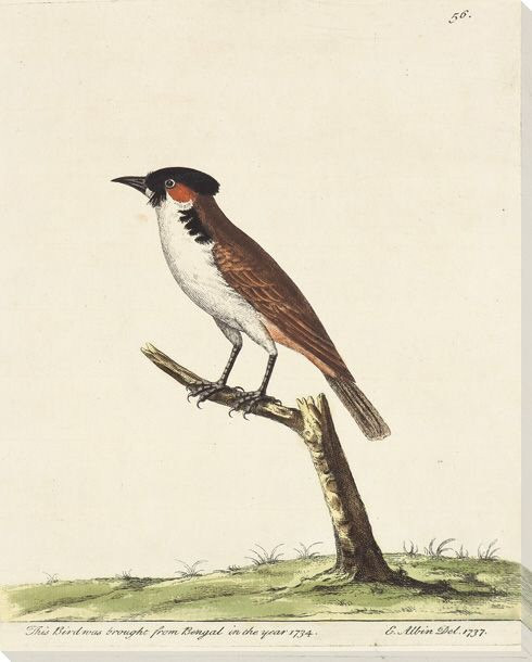 Perched Bird Wrapped Canvas Giclee Print Wall Art