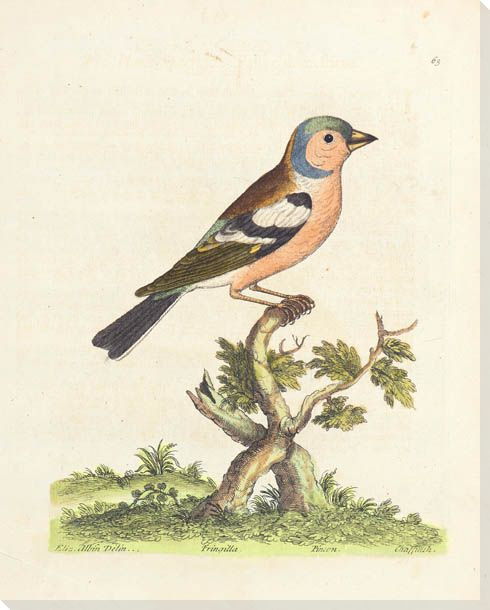 Chaffinch Bird Wrapped Canvas Giclee Print Wall Art