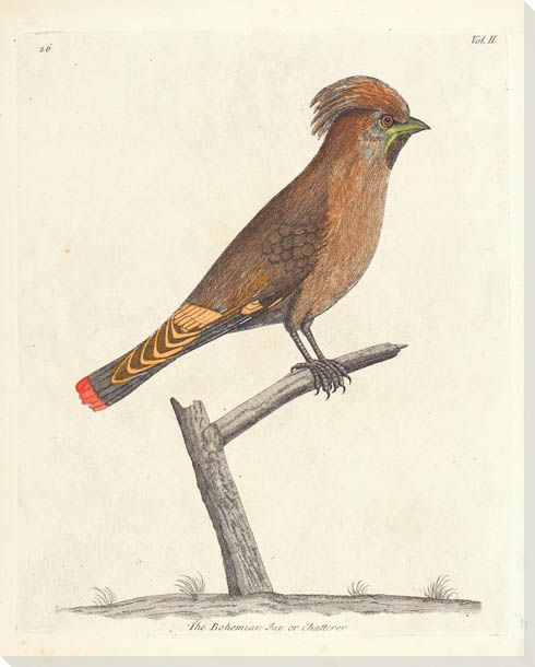 Chatterer Bird Wrapped Canvas Giclee Print Wall Art