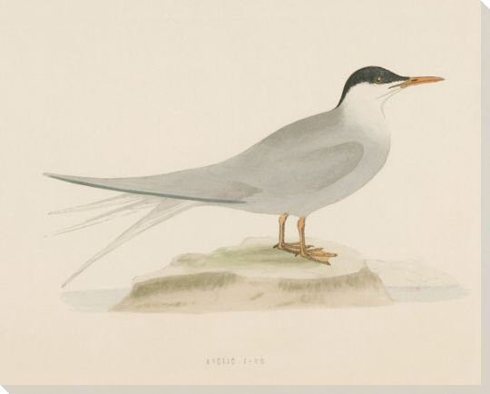 Arctic Tern Bird Wrapped Canvas Giclee Print Wall Art