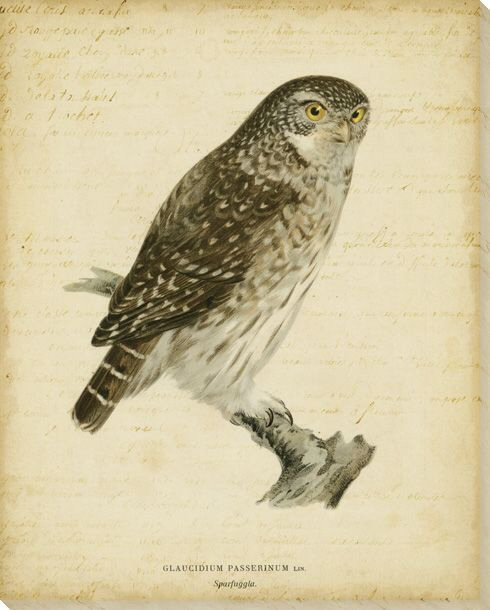 Vintage Owl Bird Wrapped Canvas Giclee Print Wall Art
