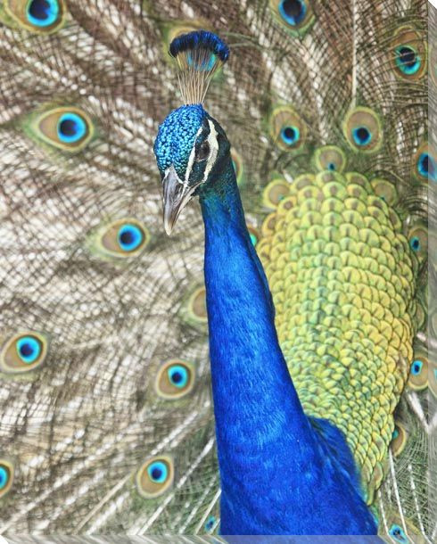 Peacock Bird Wrapped Canvas Giclee Art Print Wall Art