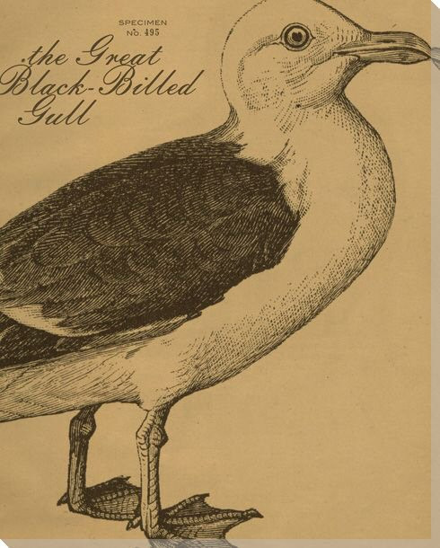 Gull Bird Etching Wrapped Canvas Giclee Print Wall Art