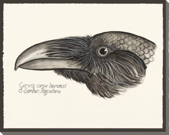 Raven Bird Profile Wrapped Canvas Giclee Print Wall Art