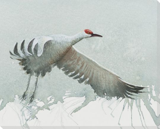 Sandhill Crane Bird Wrapped Canvas Giclee Print Wall Art