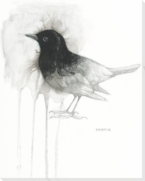 Blackbird Study Wrapped Canvas Giclee Art Print Wall Art