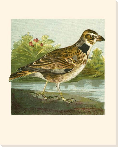 Mini Vintage Birds I Wrapped Canvas Giclee Print Wall Art
