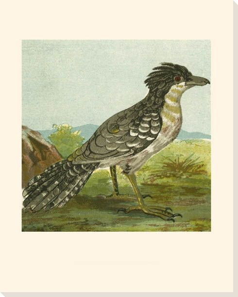 Mini Vintage Birds II Wrapped Canvas Giclee Print Wall Art