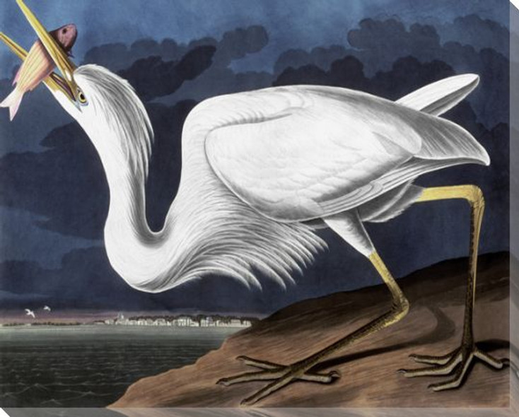 Great White Heron Bird Wrapped Canvas Giclee Print Wall Art