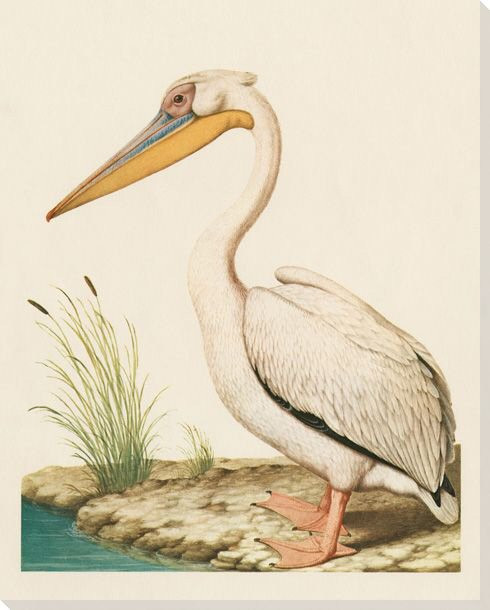 Pelican Bird on the Shore Wrapped Canvas Giclee Print Wall Art
