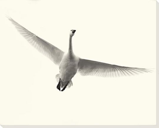 Lone Flying Swan Bird Wrapped Canvas Giclee Art Print Wall Art