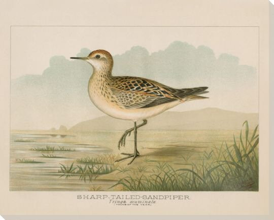 Sharp Tailed Sandpiper Bird Wrapped Canvas Giclee Print Wall Art