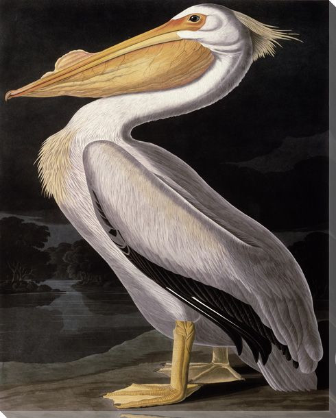 American White Pelican Bird Wrapped Canvas Giclee Print Wall Art