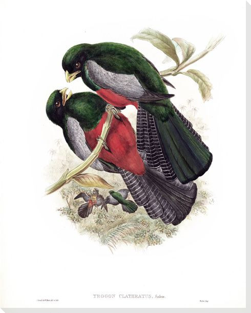 Trogan Clathratus Two Birds Wrapped Canvas Giclee Print Wall Art
