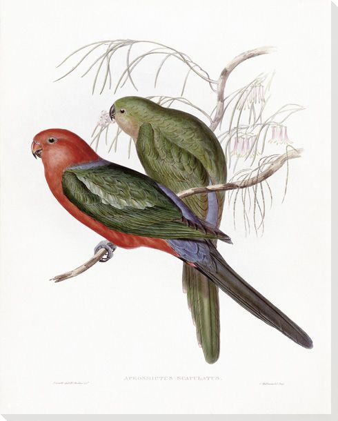 Aprosmictus Scapulatus Two Birds Wrapped Canvas Giclee Print Wall Art