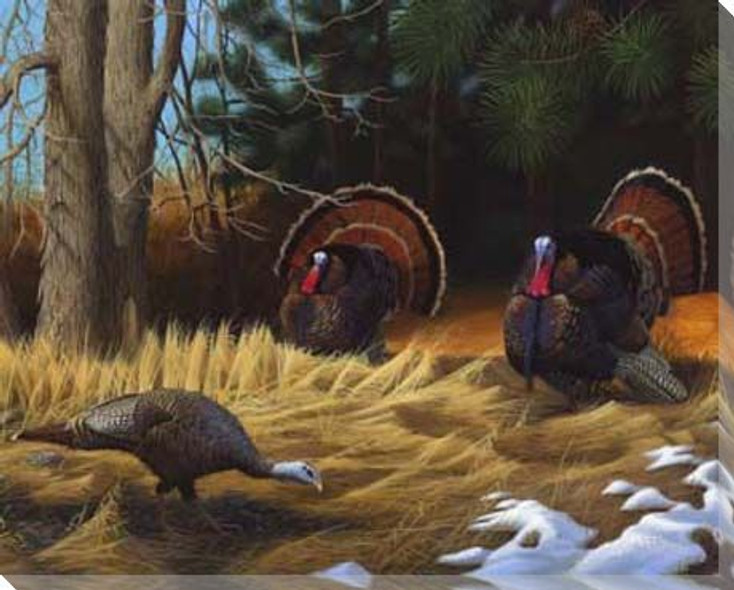 Wild Turkeys Wrapped Canvas Giclee Print Wall Art
