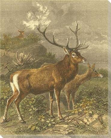 Small Red Deer Wrapped Canvas Giclee Print Wall Art