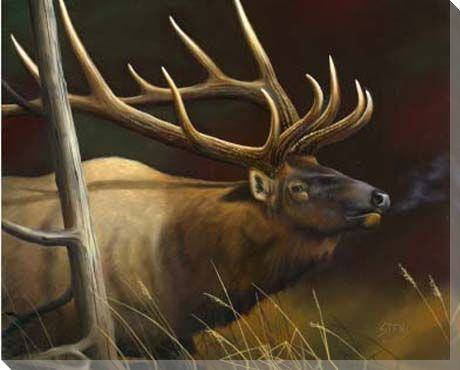 Elk Portrait II Wrapped Canvas Giclee Print Wall Art