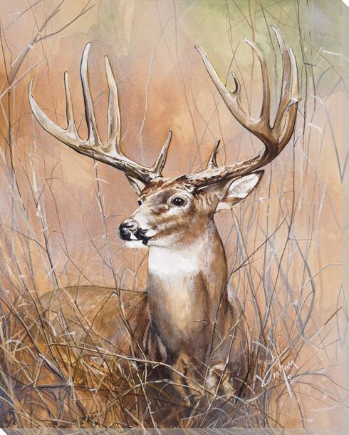 Deer in the Wild Wrapped Canvas Giclee Print Wall Art