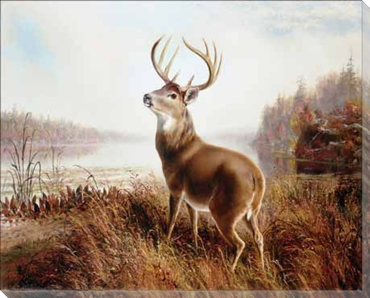 A Stag by a Lake Wrapped Canvas Giclee Print Wall Art