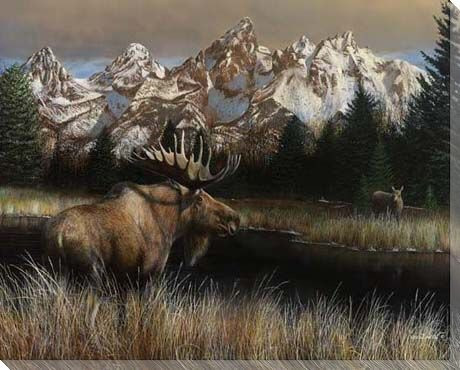 Teton Majesty Moose Wrapped Canvas Giclee Print Wall Art