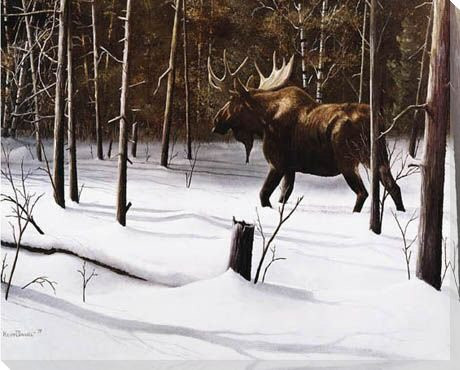 Winter Forage Moose Wrapped Canvas Giclee Print Wall Art