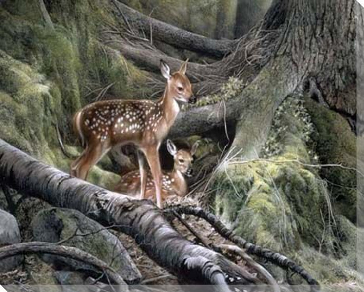 Awakening Young Deer Wrapped Canvas Giclee Print Wall Art