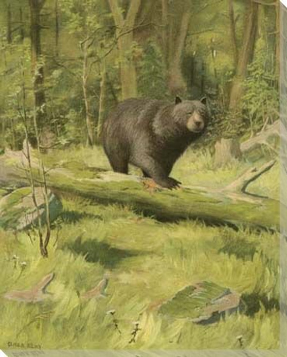 Black Bear in the Wild Wrapped Canvas Giclee Print Wall Art