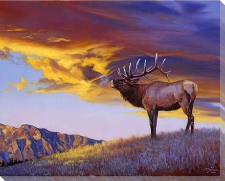 Reveille Elk in the Wild Wrapped Canvas Giclee Print Wall Art