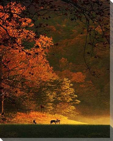 At First Light Deer Family Wrapped Canvas Giclee Print Wall Art