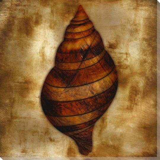 Burnished Conch Wrapped Canvas Giclee Print Wall Art