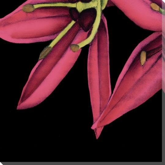 Pink Graphic Lily Flower BL Wrapped Canvas Giclee Print Wall Art