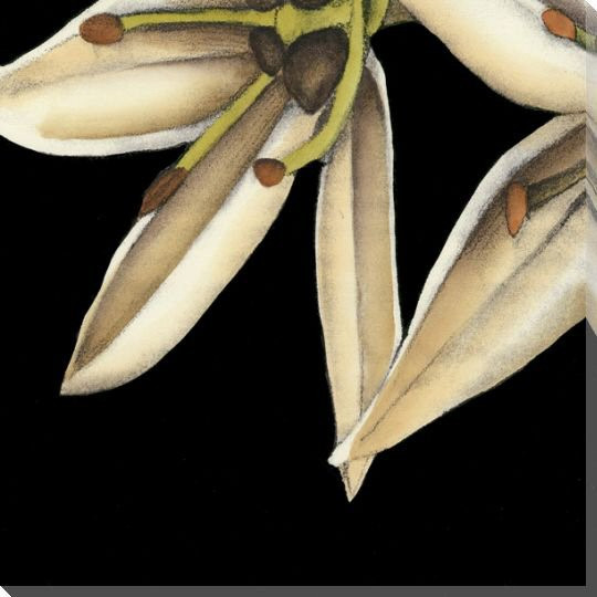 White Graphic Lily Flower BL Wrapped Canvas Giclee Print Wall Art