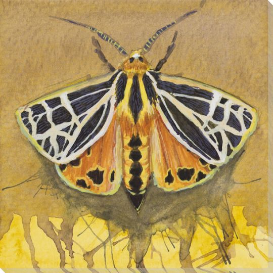 Tiger Moth Wrapped Canvas Giclee Print Wall Art