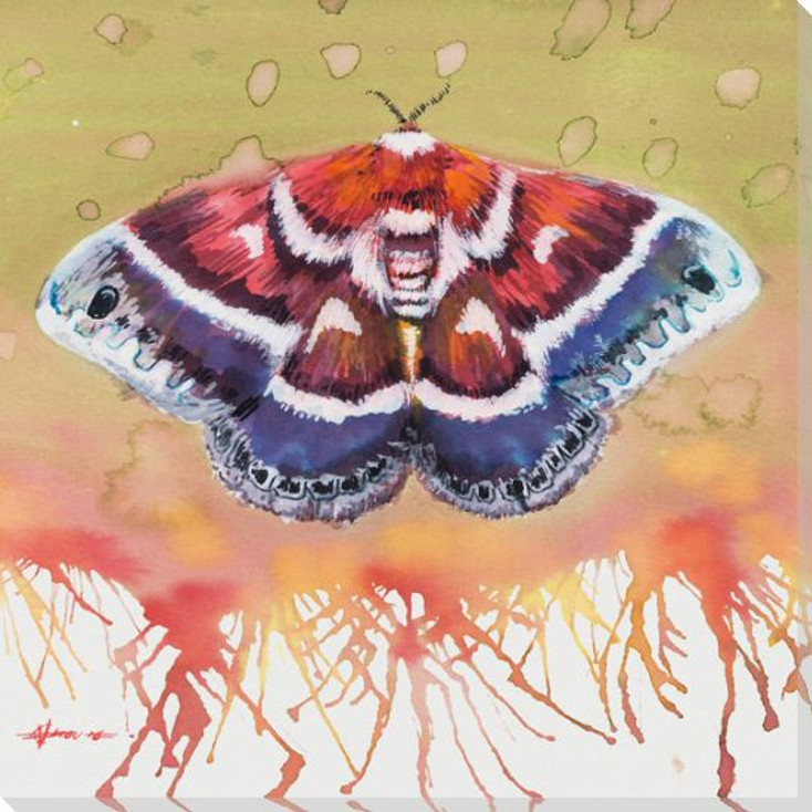 Columbia Silkmoth Wrapped Canvas Giclee Print Wall Art