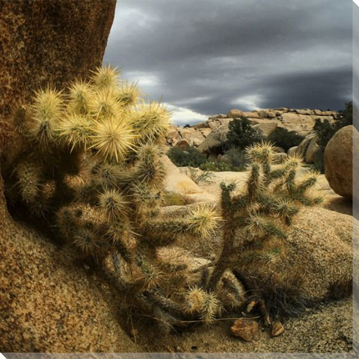 Desert Cactus Wrapped Canvas Giclee Print Wall Art