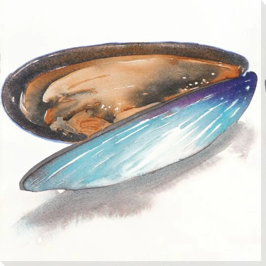 Mussel Wrapped Canvas Giclee Print Wall Art