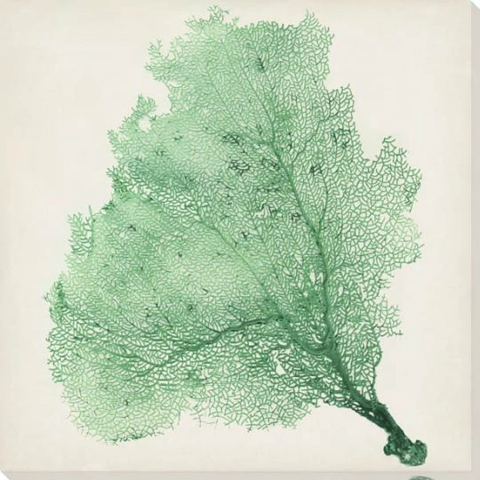 Sea Fan VII Wrapped Canvas Giclee Print Wall Art