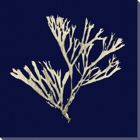 Seaweed on Navy II Wrapped Canvas Giclee Print Wall Art