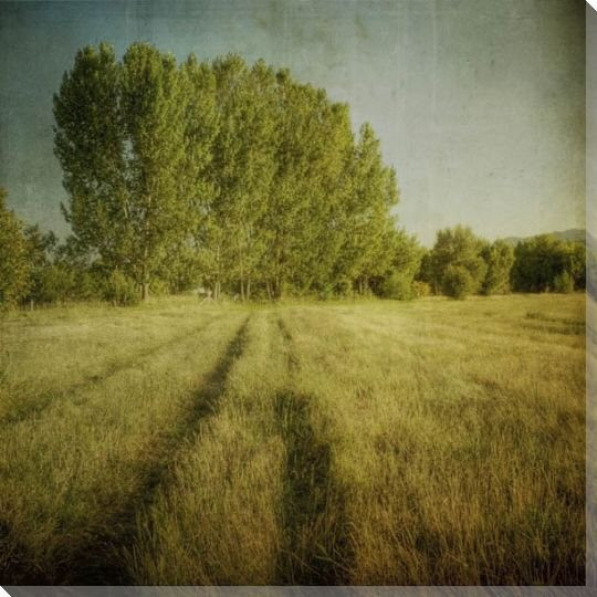 Tree Row Wrapped Canvas Giclee Print Wall Art