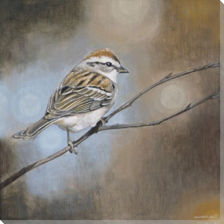 Resting Sparrow Bird I Wrapped Canvas Giclee Print Wall Art
