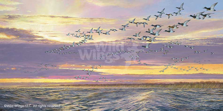 Grand Passage Canvasback Ducks Canvas Giclee Art Print Wall Art