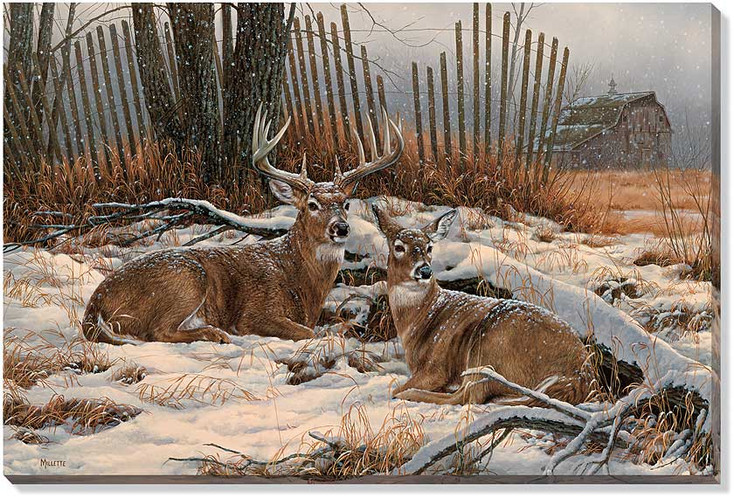 Windbreak Refuge Whitetail Deer Wrapped Canvas Giclee Print