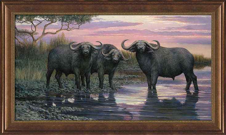 Nightfall Cape Buffalo Framed Canvas Giclee Art Print Wall Art