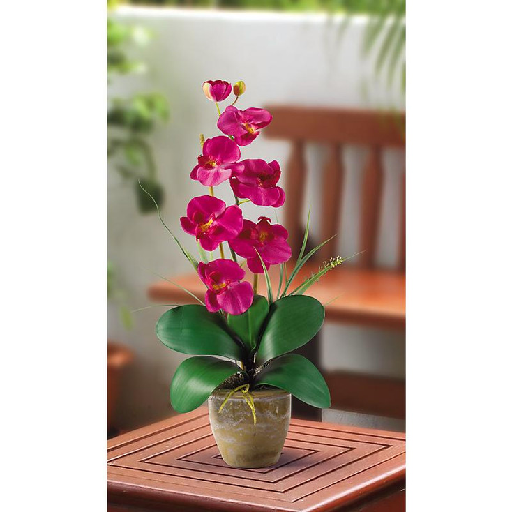 Single Stem Phalaenopsis Silk Orchids - Beauty