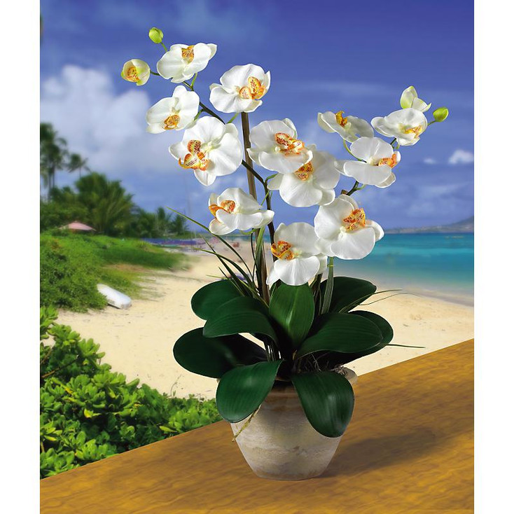 Double Stem Phalaenopsis Silk Orchids - Cream