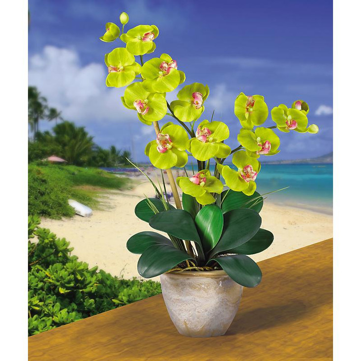 Double Stem Phalaenopsis Silk Orchids - Green