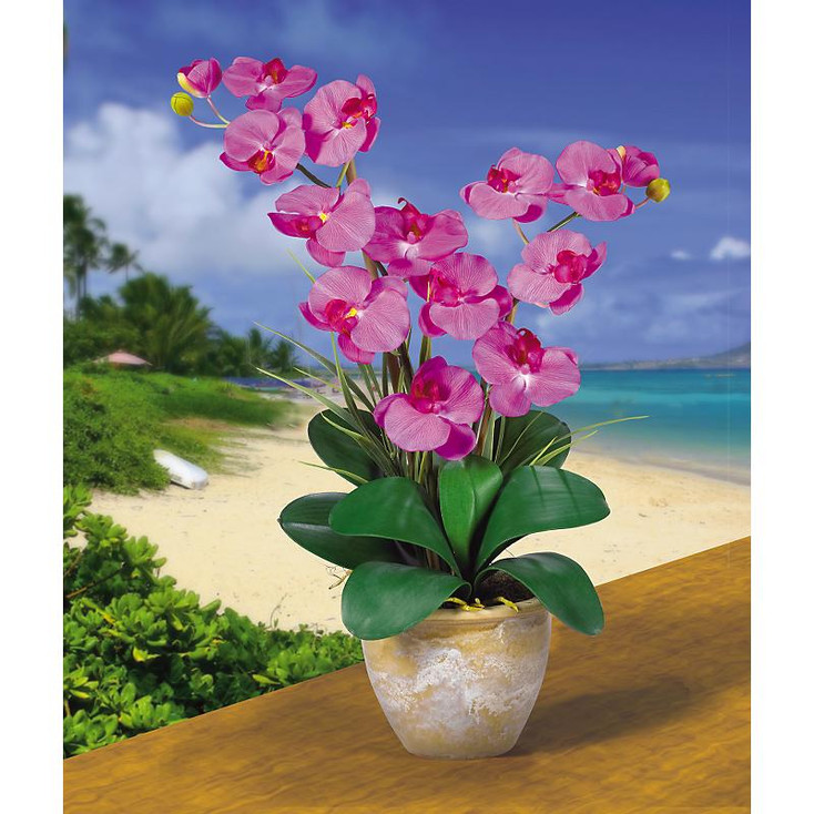 Double Stem Phalaenopsis Silk Orchids - Orchid