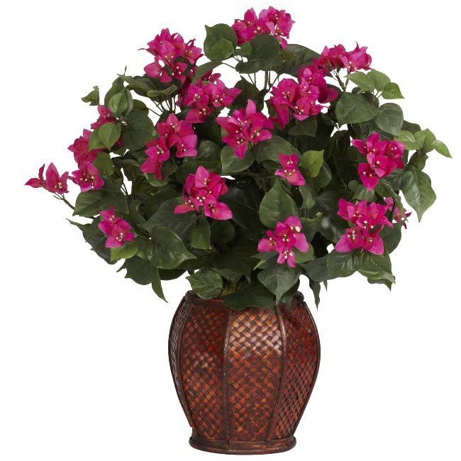 Bougainvillea with Vase Silk Plant