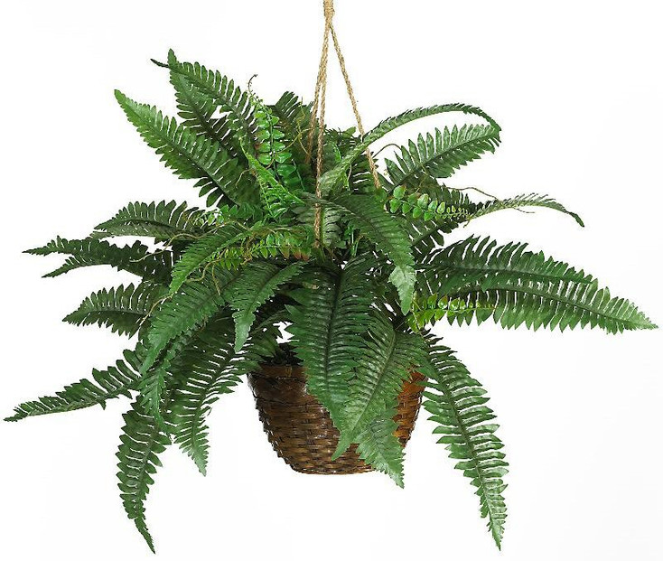 Boston Fern Silk Hanging Basket